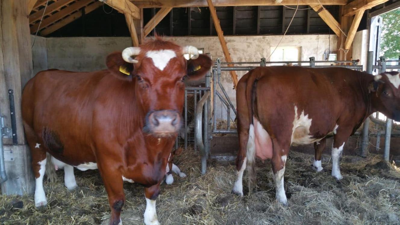 Wijhe Landgoed Groot Boerle Bed & Breakfast エクステリア 写真